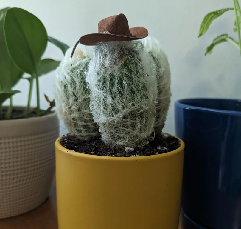 cactus with cowboy hat